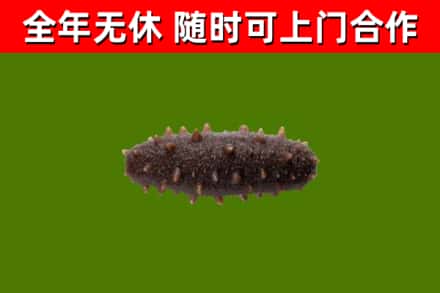 西塞山区烟酒回收干海参.jpg